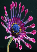 Fleur exotique aux p&eacute;tales ondul&eacute;s
